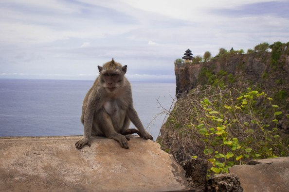 EBPeterson_BaliMonkey
